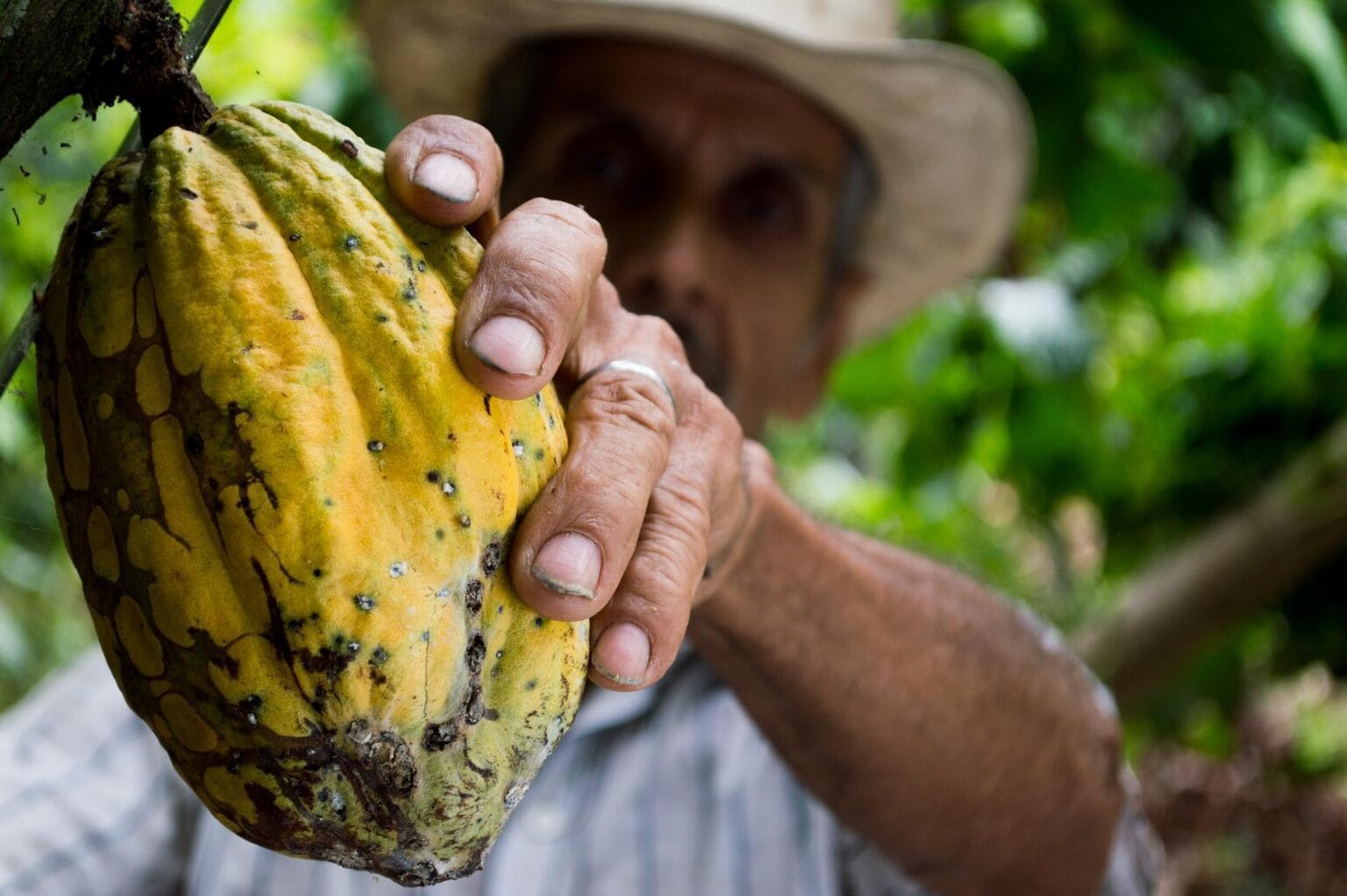 cocoa-452911.jpg