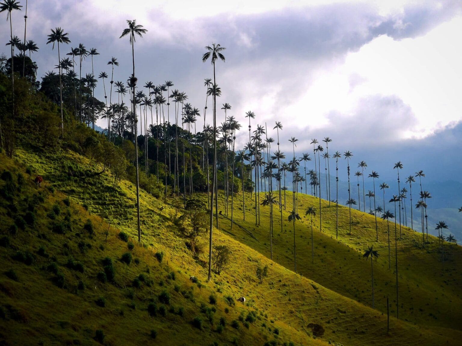 cocora-valley-kolumbia.jpg