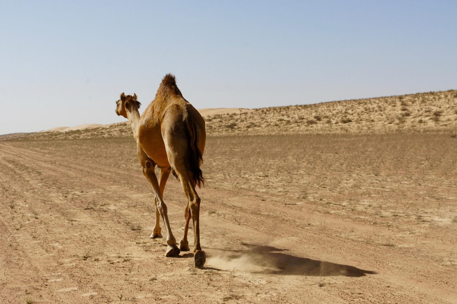dromedary-1971298.jpg