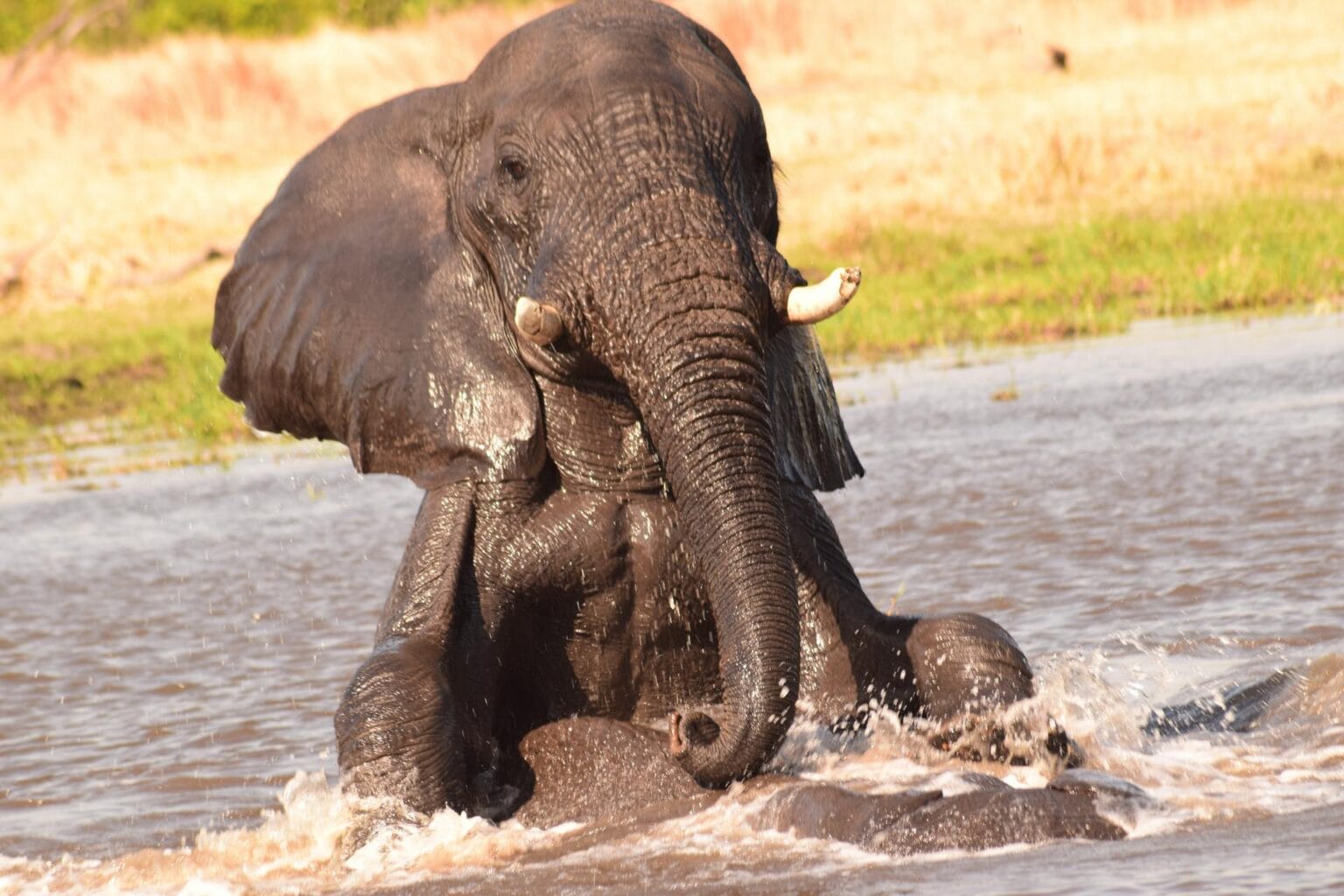 elephant-2647203.jpg