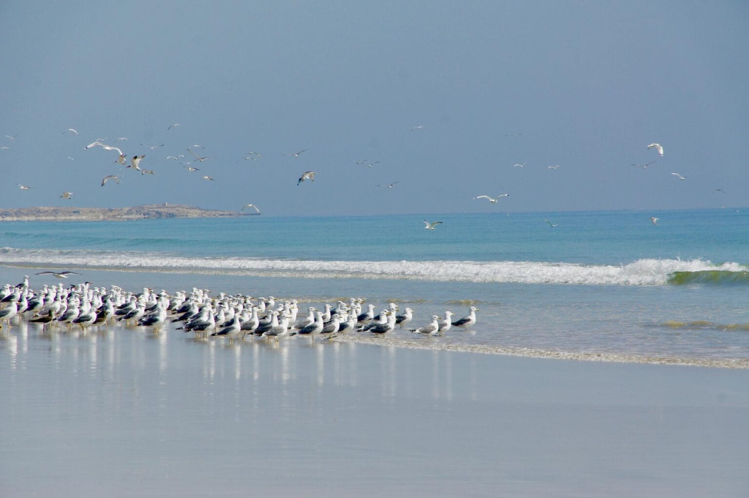 gulls-1975415.jpg
