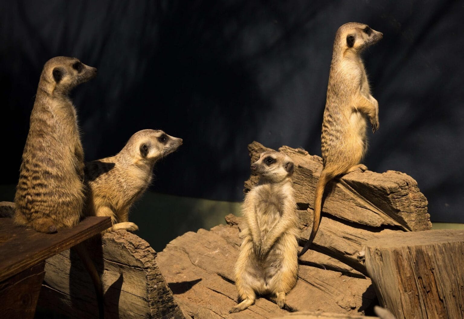 meerkat-2794957.jpg