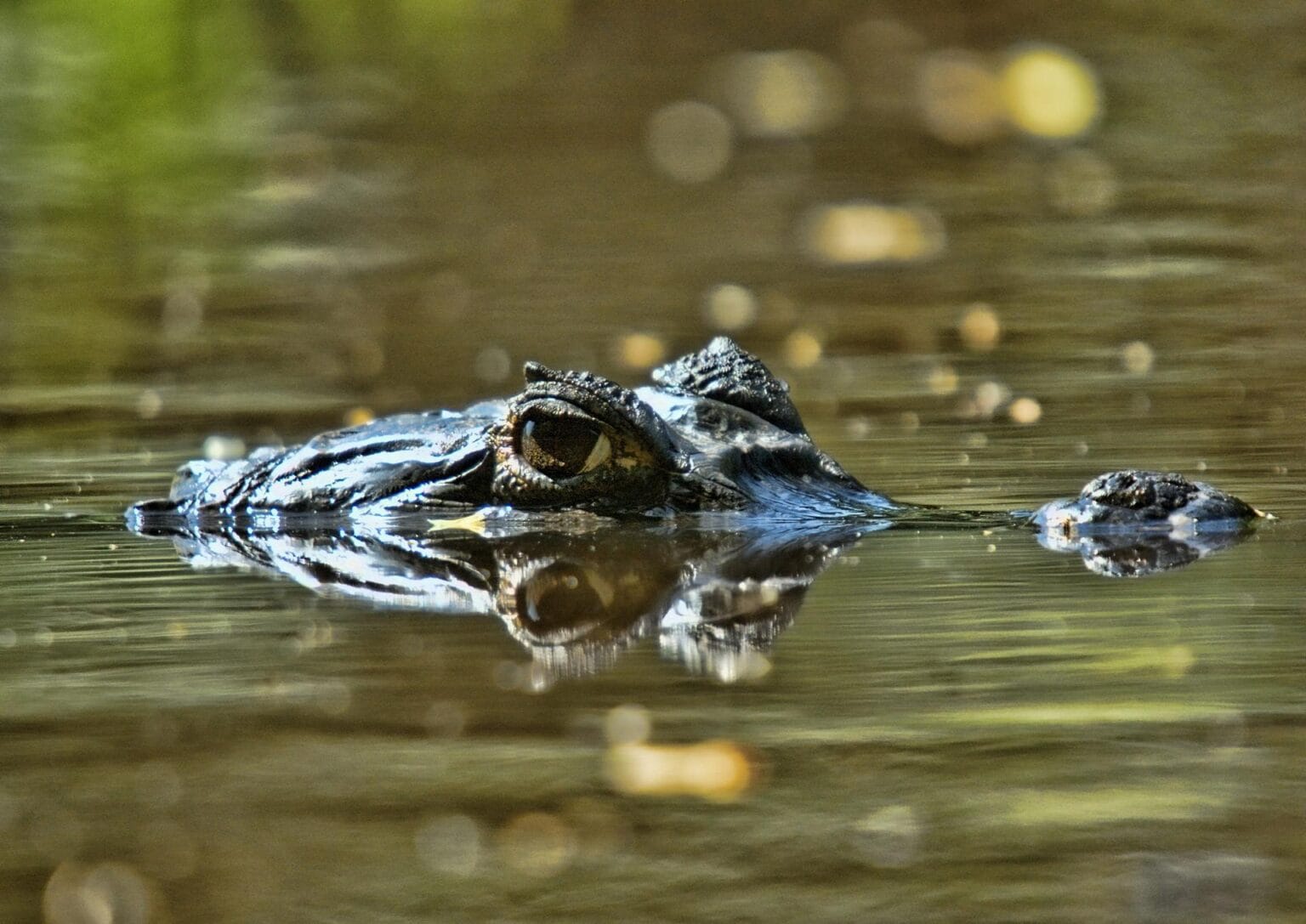 orinoco-crocodile-609166.jpg