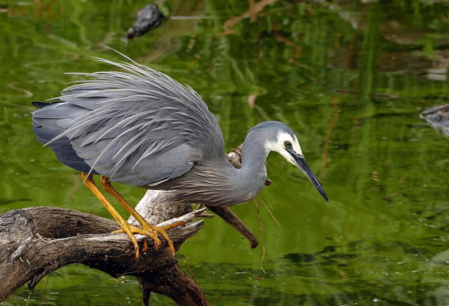 white-faced-heron-2617794.jpg