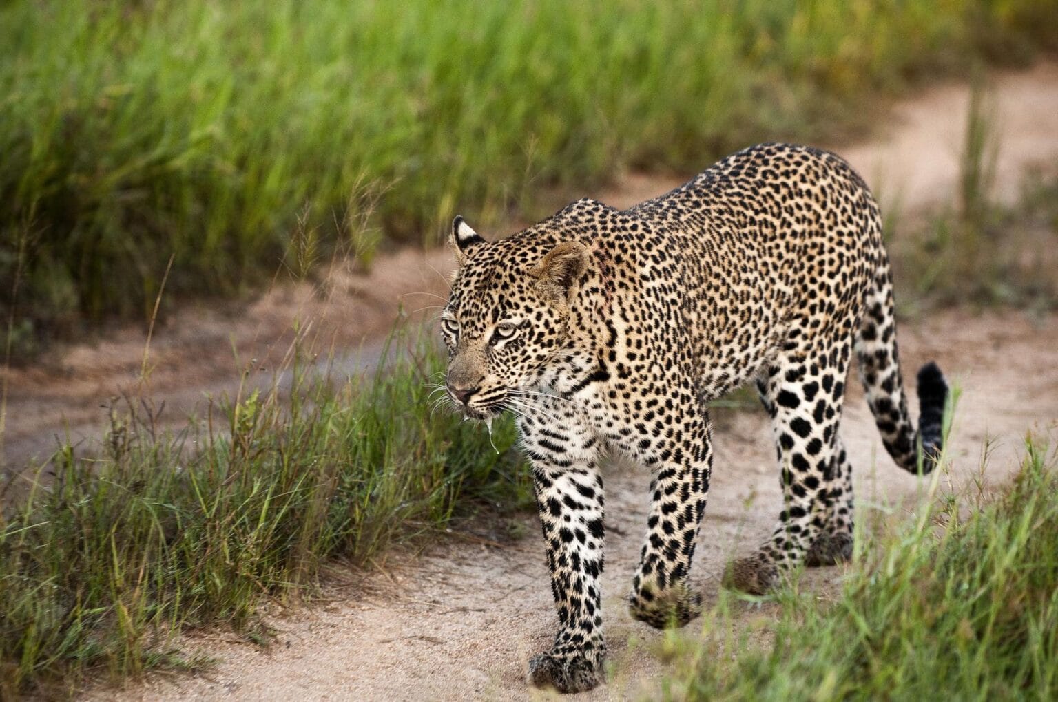 wyprawy-Kapsztad-Park-Krugera-Johannesburg-safari-Park-Krugera-21.jpg