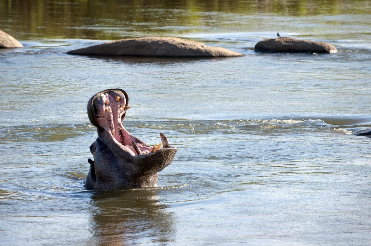 wyprawy-Kapsztad-Park-Krugera-Johannesburg-safari-Park-Krugera-22.jpg