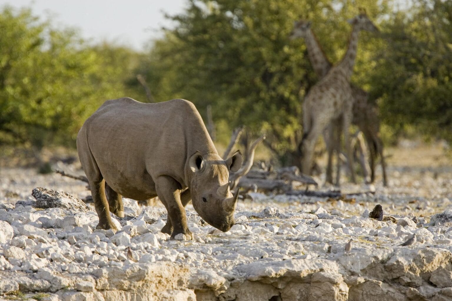 wyprawy-Namibia-z-Mozmbikiem-Little-Ongava-safari.jpg