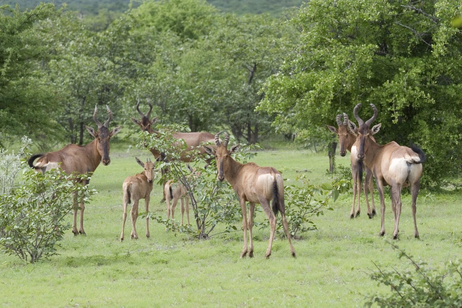 wyprawy-Namibia-z-Mozmbikiem-Little-Ongava-safari2.jpg