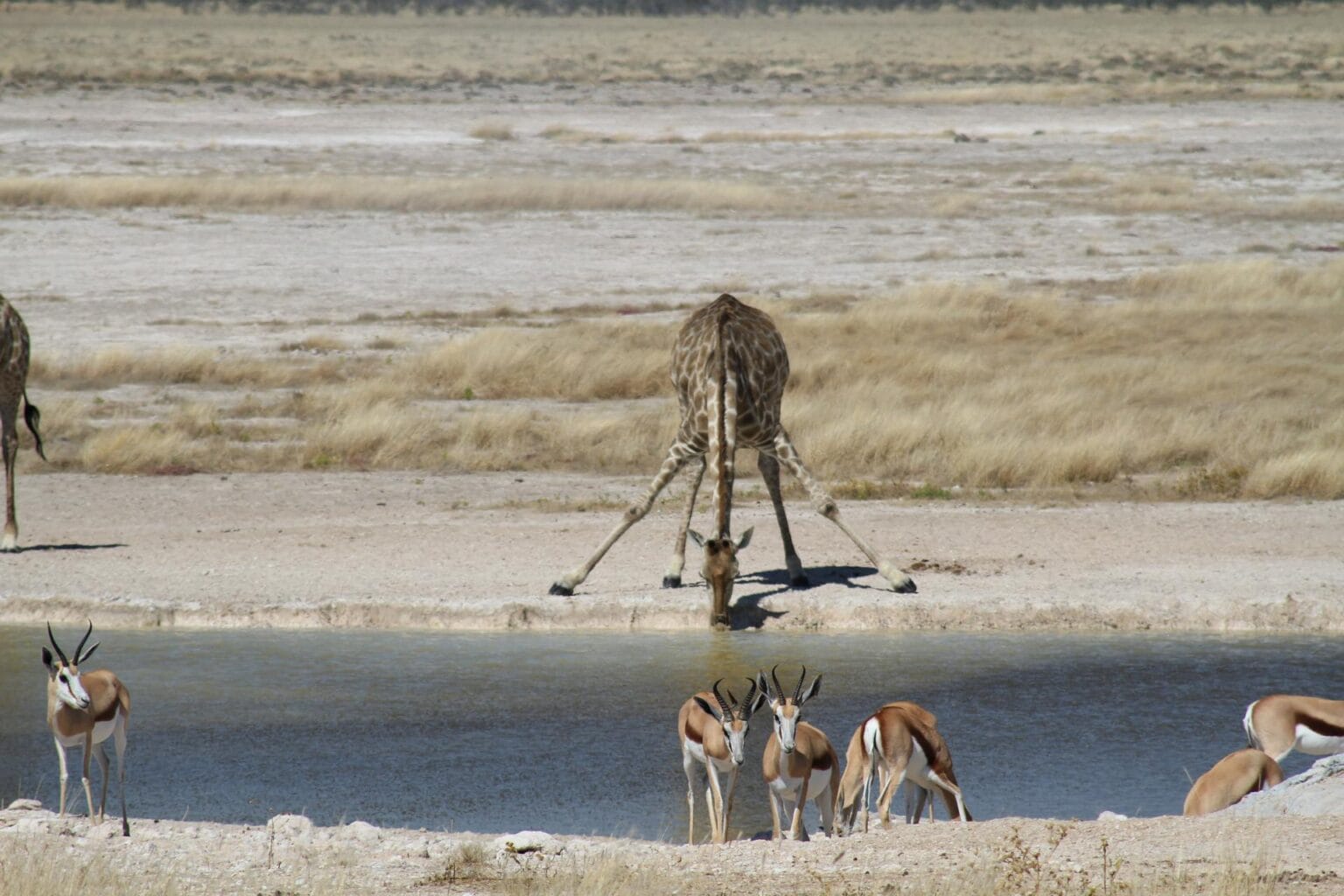 wyprawy-Namibia-z-Mozmbikiem-safari.jpg