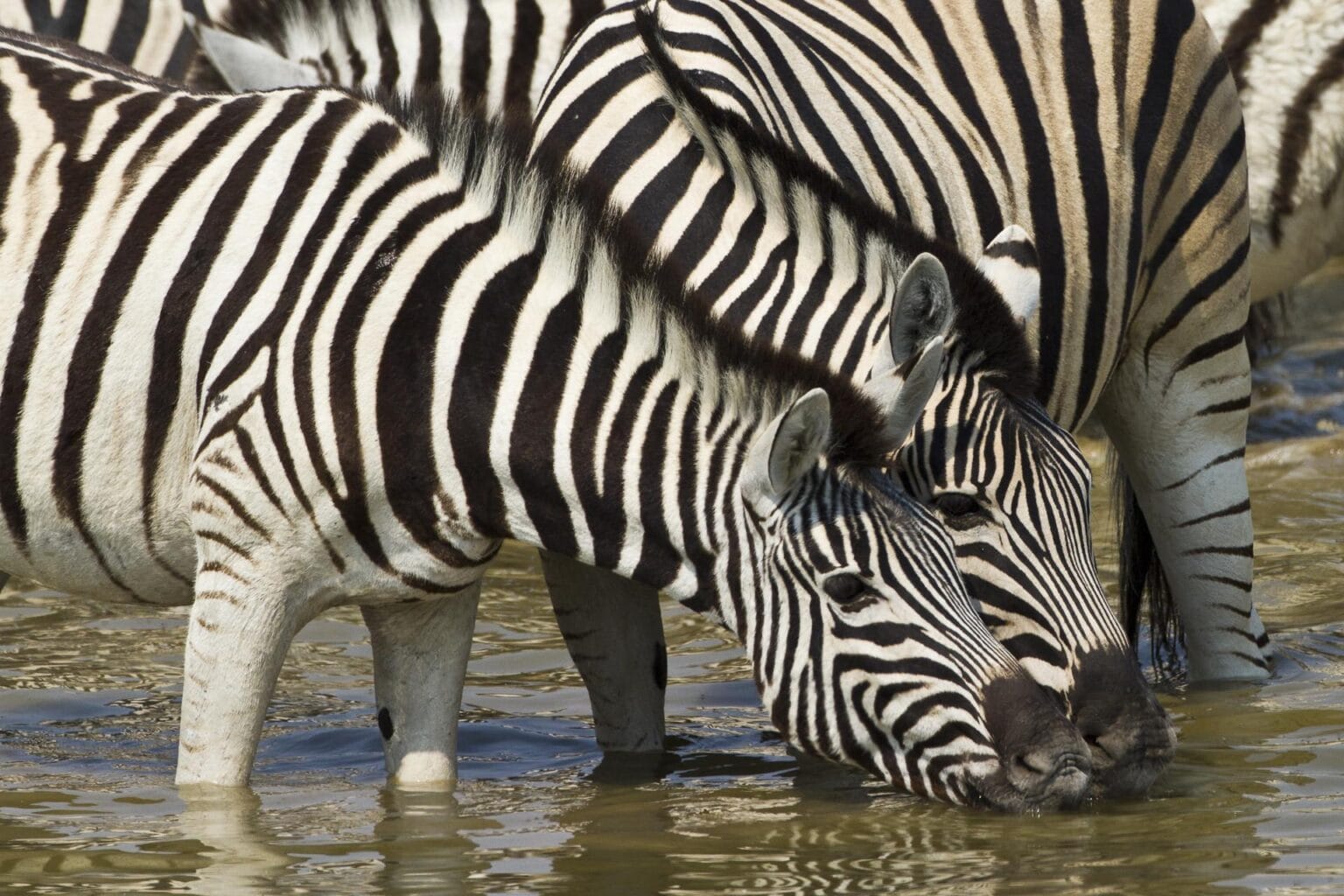 wyprawy-Namibia-z-Mozmbikiem-safari-zebry.jpg