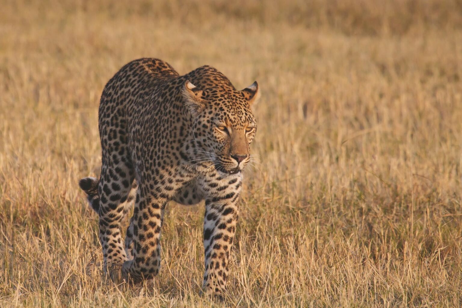 wyprawy-Splendor-Afryki-Belmond-Khwai-River-Lodge-safari.jpg