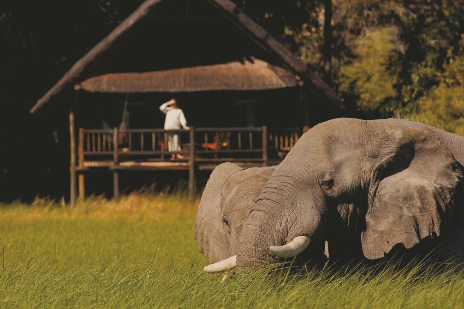 wyprawy-Splendor-Afryki-Belmond-Khwai-River-Lodge3.jpg