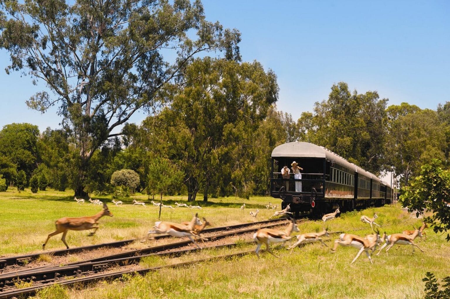 wyprawy-Splendor-Afryki-Rovos-Rail-luksusowy-pociag.jpg