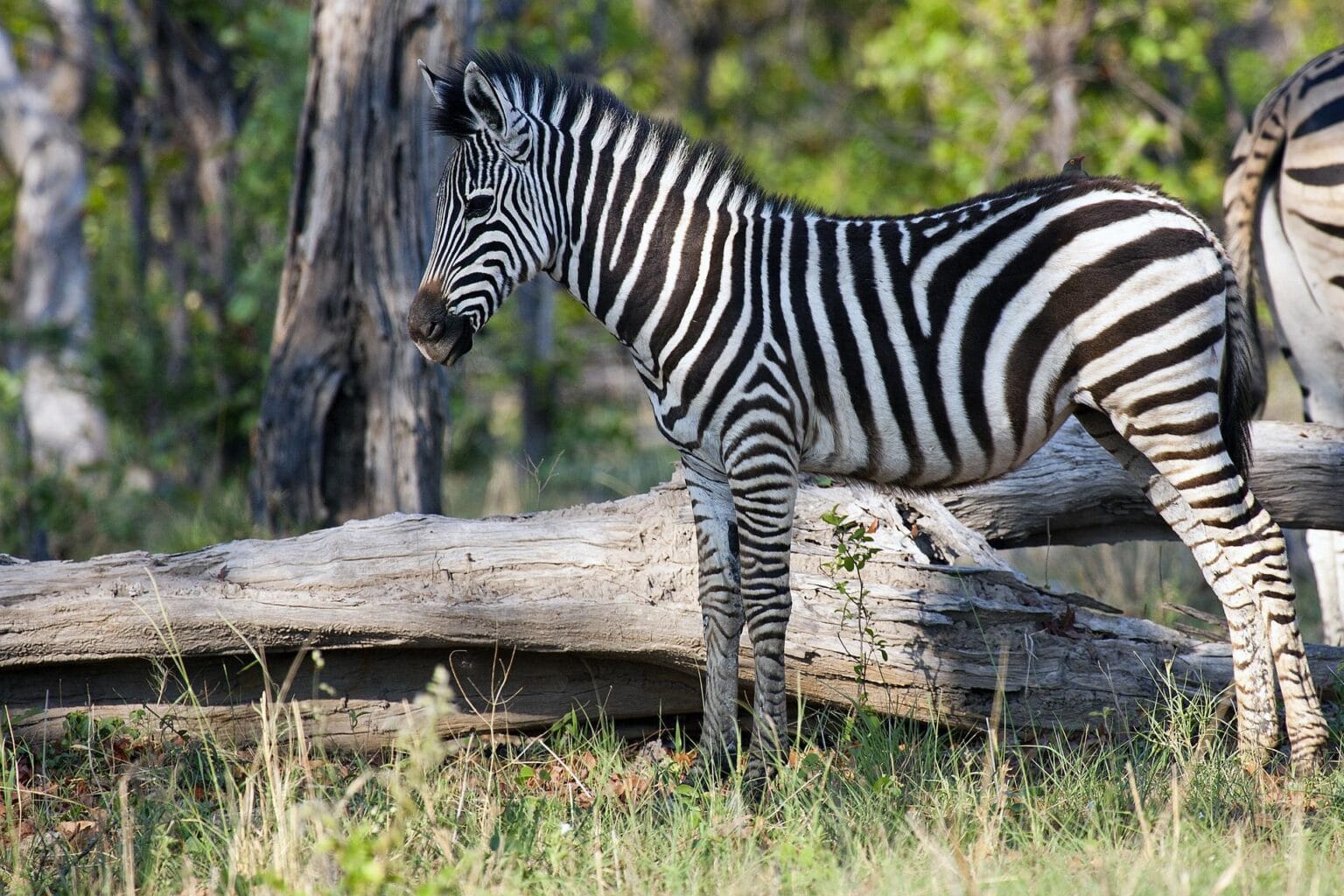 zebra-722152.jpg