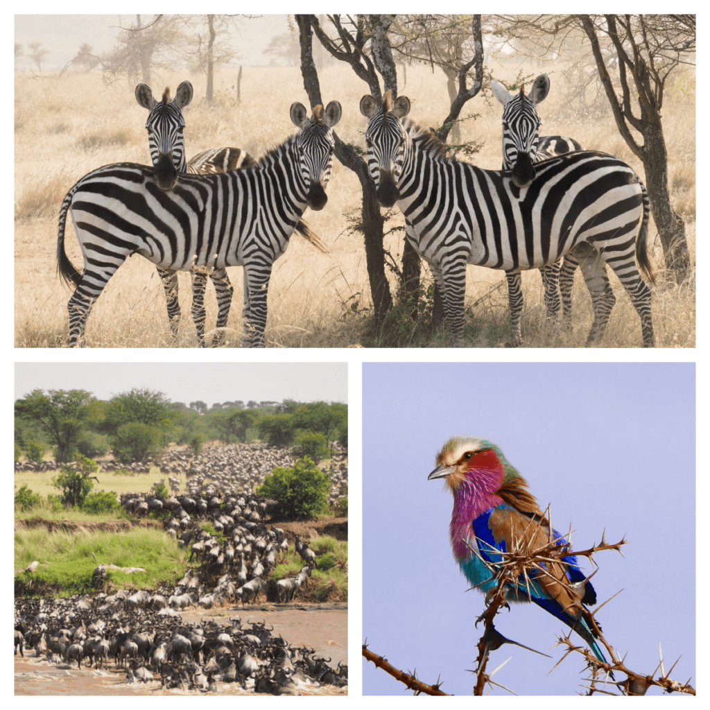 Jak wygląda dzień safari za 25 000 euro? 24 godziny w Singita Milele w Tanzanii,Czy można wydać 25 000 euro za jedną noc?,Pobudka w sercu Serengeti,Prywatne safari bez innych turystów,Królestwo Wielkiej Piątki,Wellness na końcu świata,Czy safari za 25 000 euro jest warte swojej ceny?