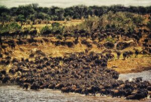 Coroczna Wielka Migracja w Serengeti- Tanzania z CARTER