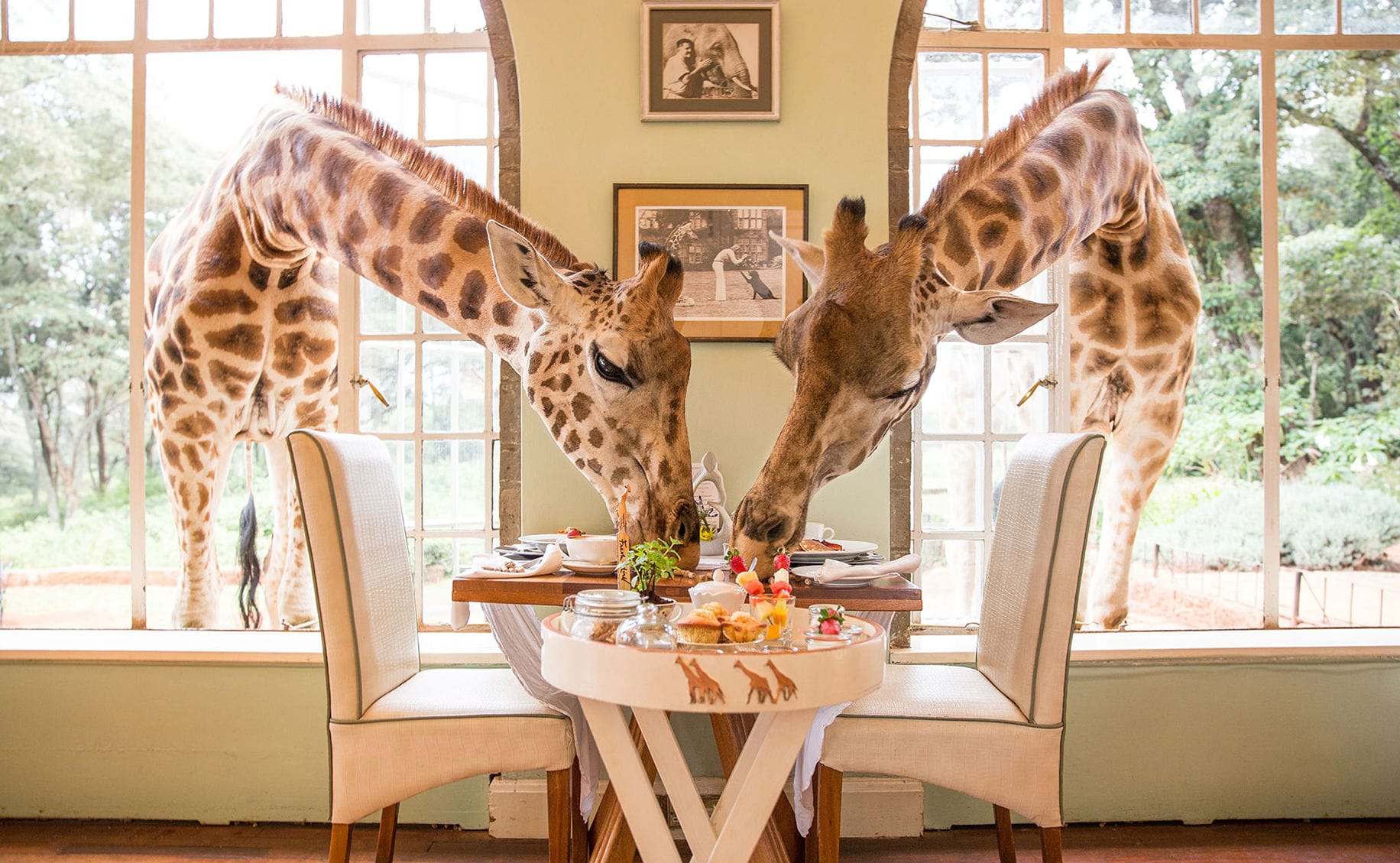 Giraffe-Manor, bezpieczne podróże, nietuzinkowe miejsca i i nowe kierunki