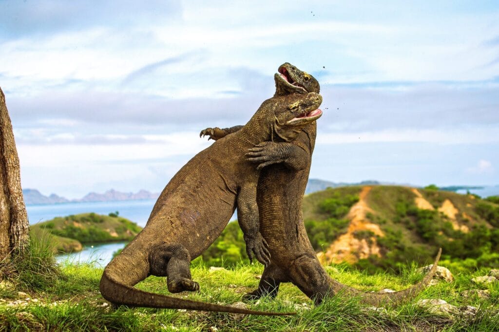 Indonezja, Komodo luksusowe podróże szyte na miarę, najpiękniejsze wyspy Indonezji, ekskluzywne wakacje w Indonezji, wycieczki do Indonezji z biurem podróży