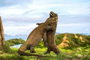 Indonezja, Komodo luksusowe podróże szyte na miarę, najpiękniejsze wyspy Indonezji, ekskluzywne wakacje w Indonezji, wycieczki do Indonezji z biurem podróży