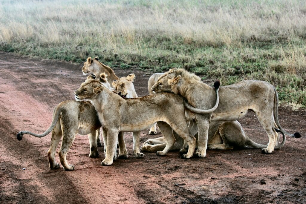 Jak wygląda dzień safari za 25 000 euro? 24 godziny w Singita Milele w Tanzanii,Czy można wydać 25 000 euro za jedną noc?,Pobudka w sercu Serengeti,Prywatne safari bez innych turystów,Królestwo Wielkiej Piątki,Wellness na końcu świata,Czy safari za 25 000 euro jest warte swojej ceny?