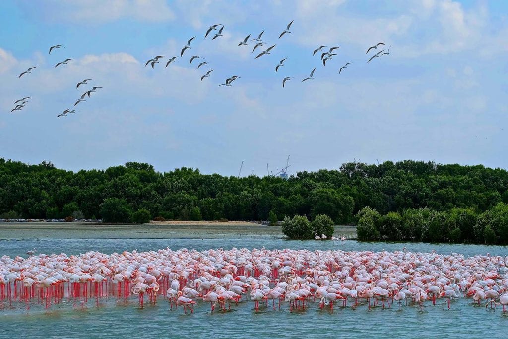 Rezerwat-Ras-Al-Khor-w-Dubaju-wycieczki do Dubaju z biurem podróży, co warto zobaczyć w Dubaju