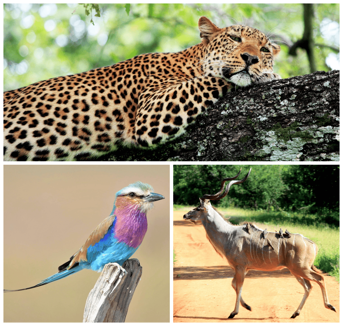 Safari w Zambii, wczasy w Zambii, parki narodowe w Zambii Safari w Zambii, wczasy w Zambii, parki narodowe w Zambii