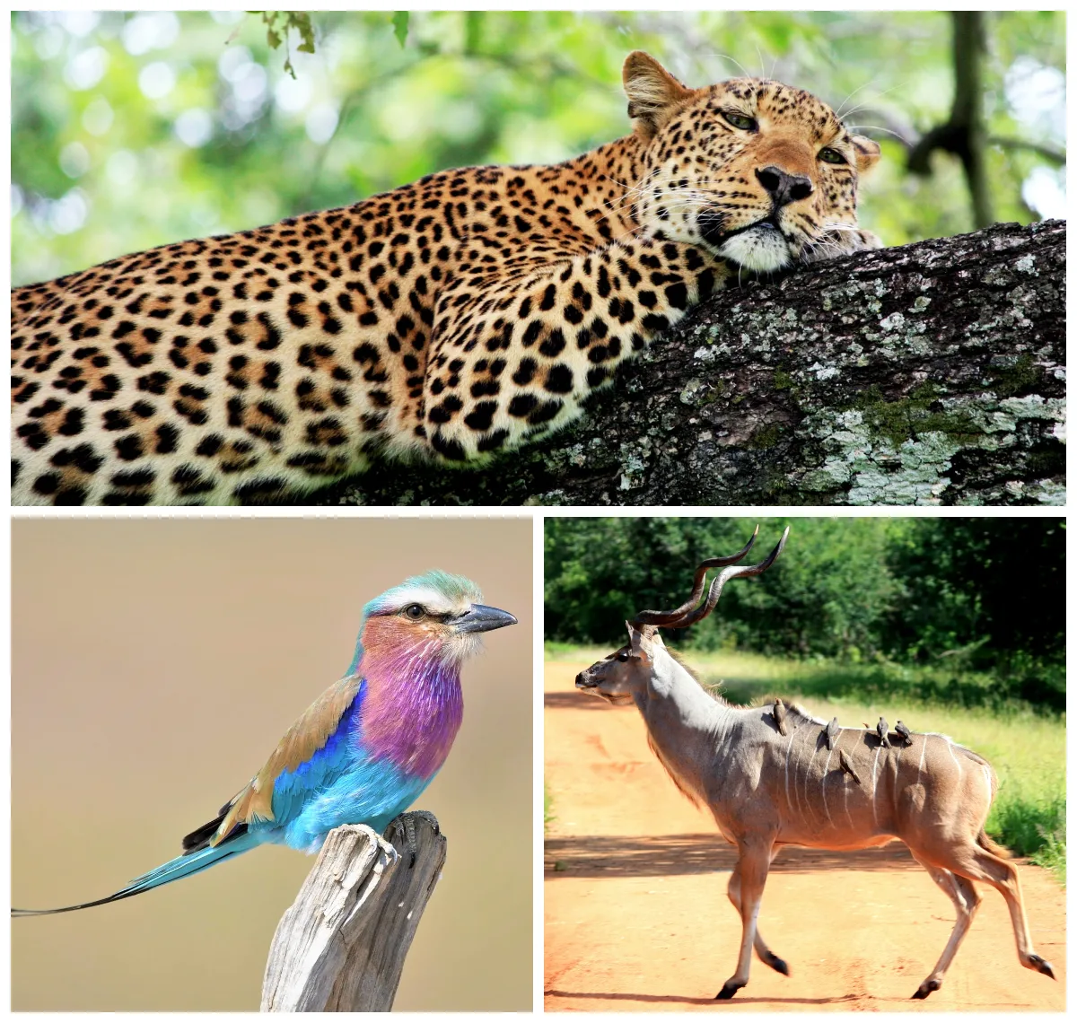 Сафарі в Замбії, відпочинок в Замбії, національні парки в Замбії