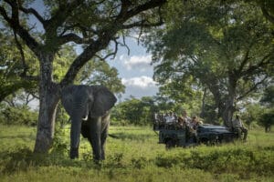 prywatne safari
