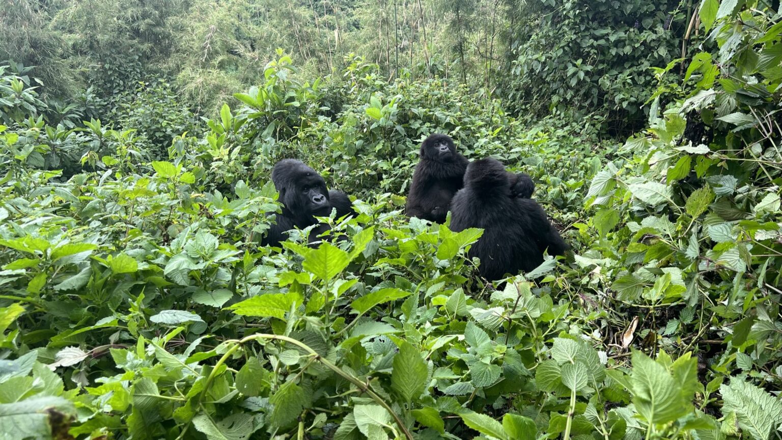 семья горилл, отдых в Руанде, поездка в Руанду, поездка в Руанду