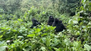 rodzina goryli, wakacje w Rwandzie, podróż do Rwandy, wyprawa do Rwandy
