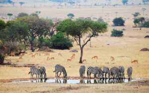 safari w tanzanii