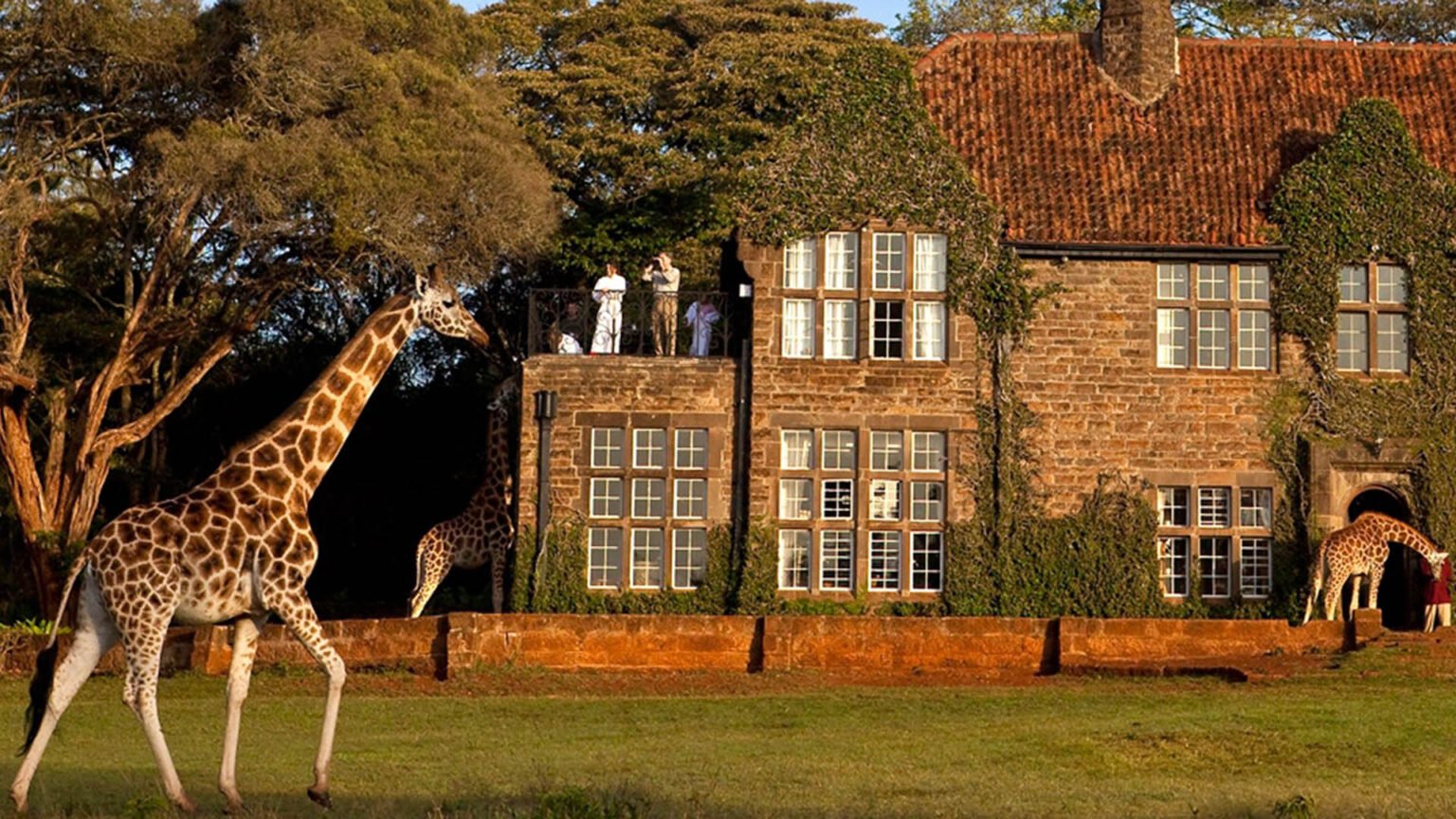 Żyrafy na tle hotelu Giraffe Manor w Kenii