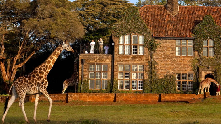 Żyrafy na tle hotelu Giraffe Manor w Kenii