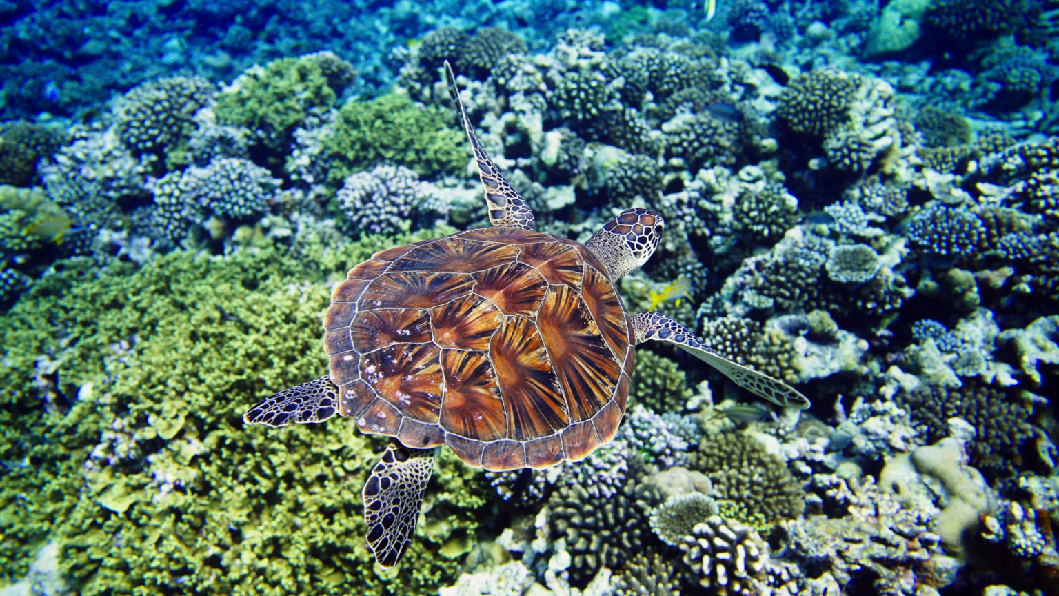 Park Hyatt Maldives Hadahaa - ekskluzywne wczaasy na Malediwach, najlepsze hotele na wakacje na Malediwach 21