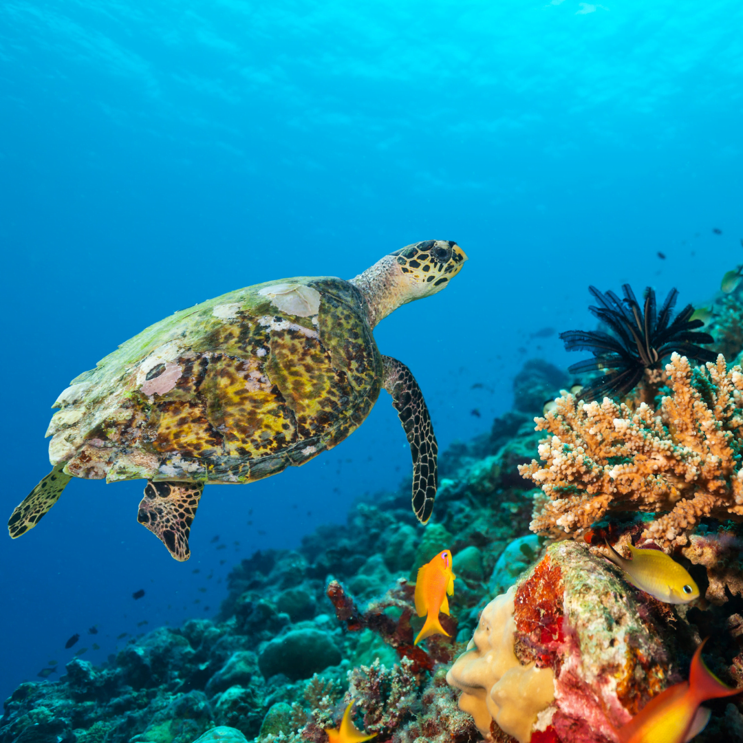 Park Hyatt Maldives Hadahaa - ekskluzywne wczaasy na Malediwach, najlepsze hotele na wakacje na Malediwach 24