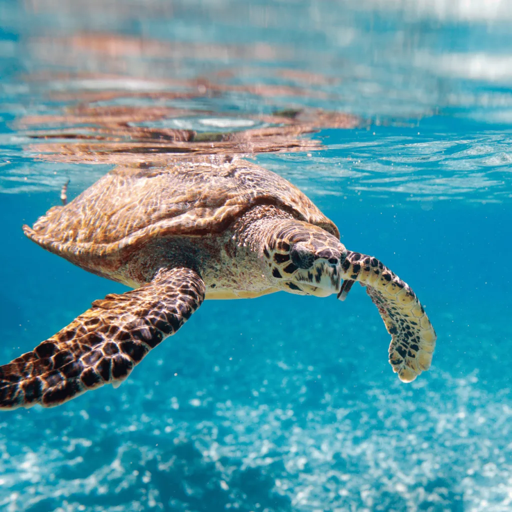 Turtles in the Seychelles - guardians of a tropical paradise | Carter.eu