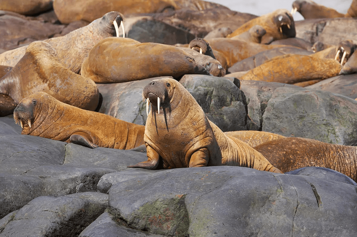 Silversea Grenlandia (11)