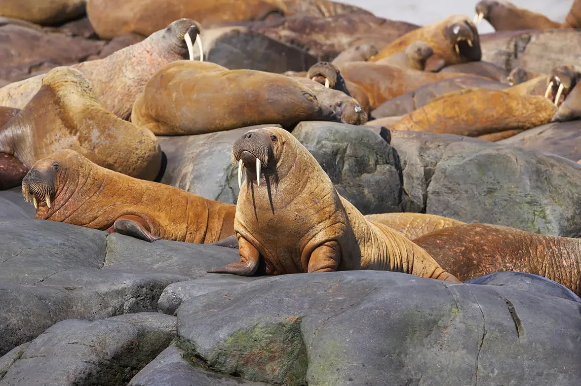 Silversea Greenland (11)