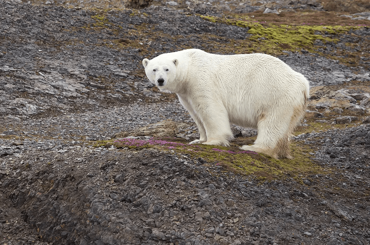 Silversea Grenlandia (12)
