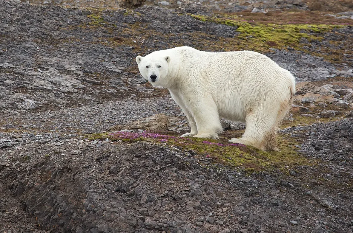 Silversea Greenland (12)