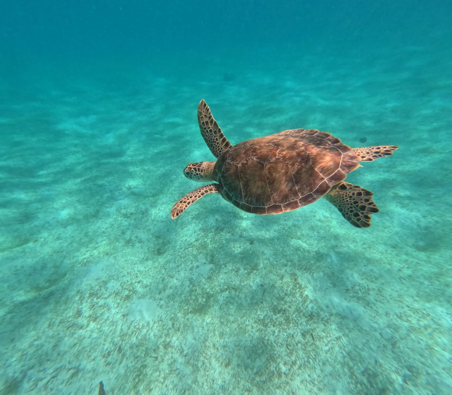 Черепаха плаває в океані