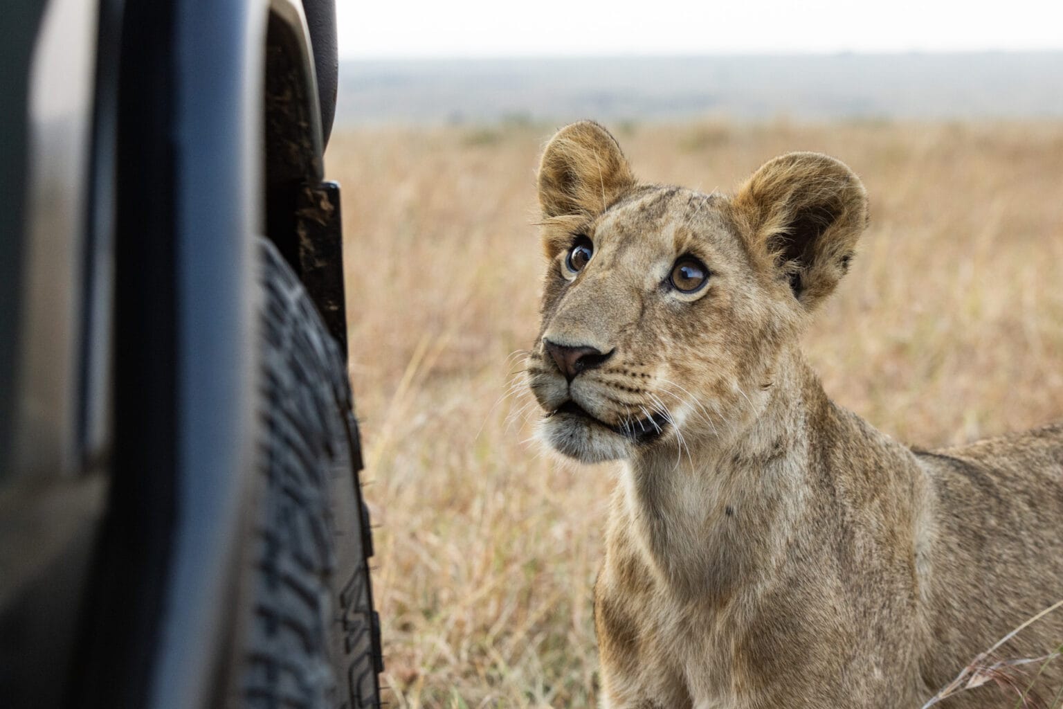 Angama-Amboseli-Park-Amboseli-17