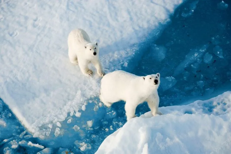 полярні експедиції 11