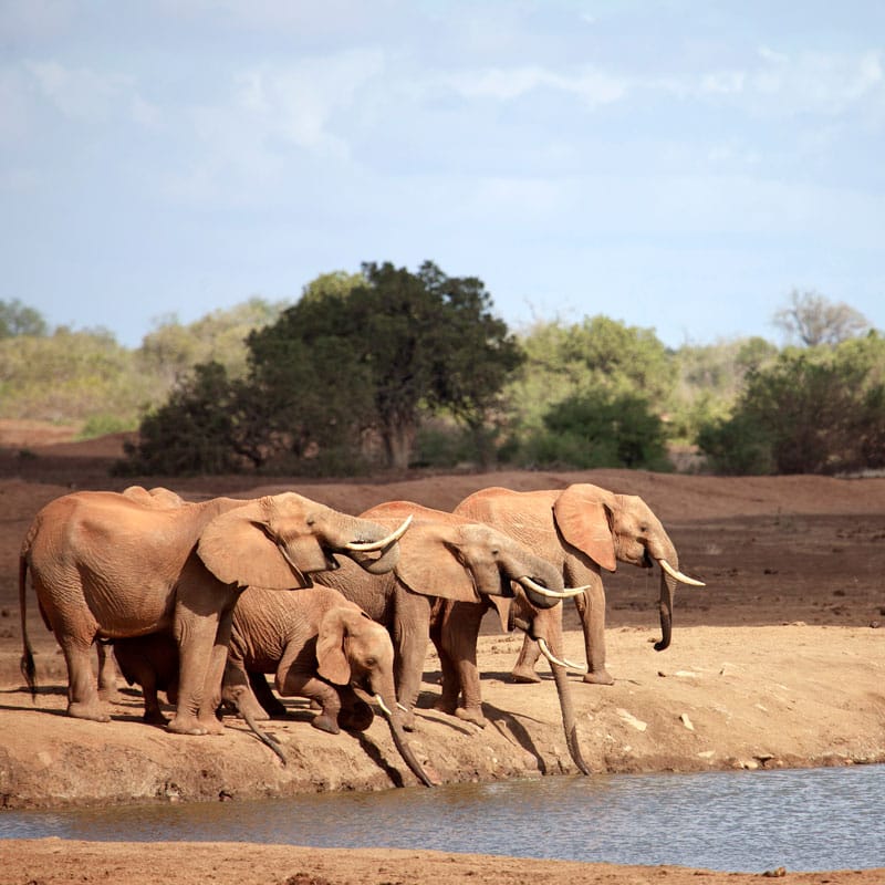 obóz satao camp – wschodni park tsavo 10