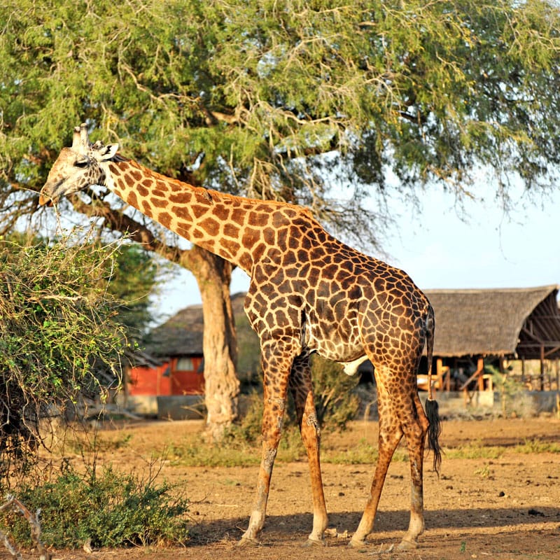 obóz satao camp – wschodni park tsavo 5