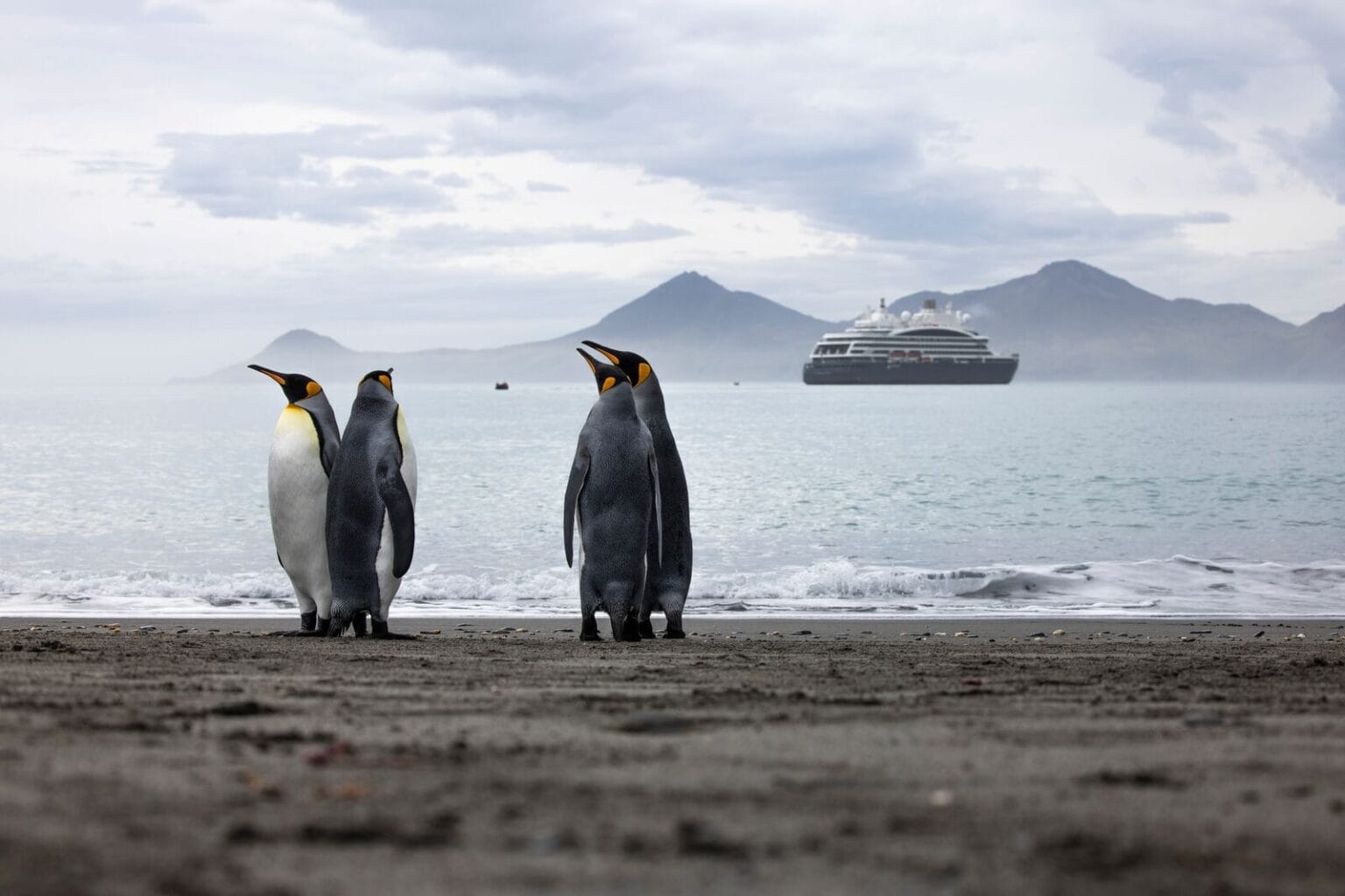 ponant cruises expeditions (30)