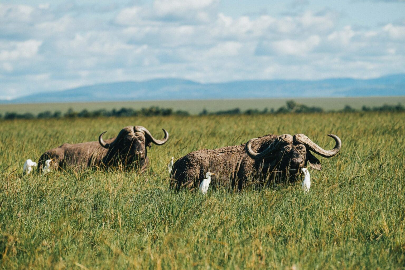 soroi larsens camp bawoły