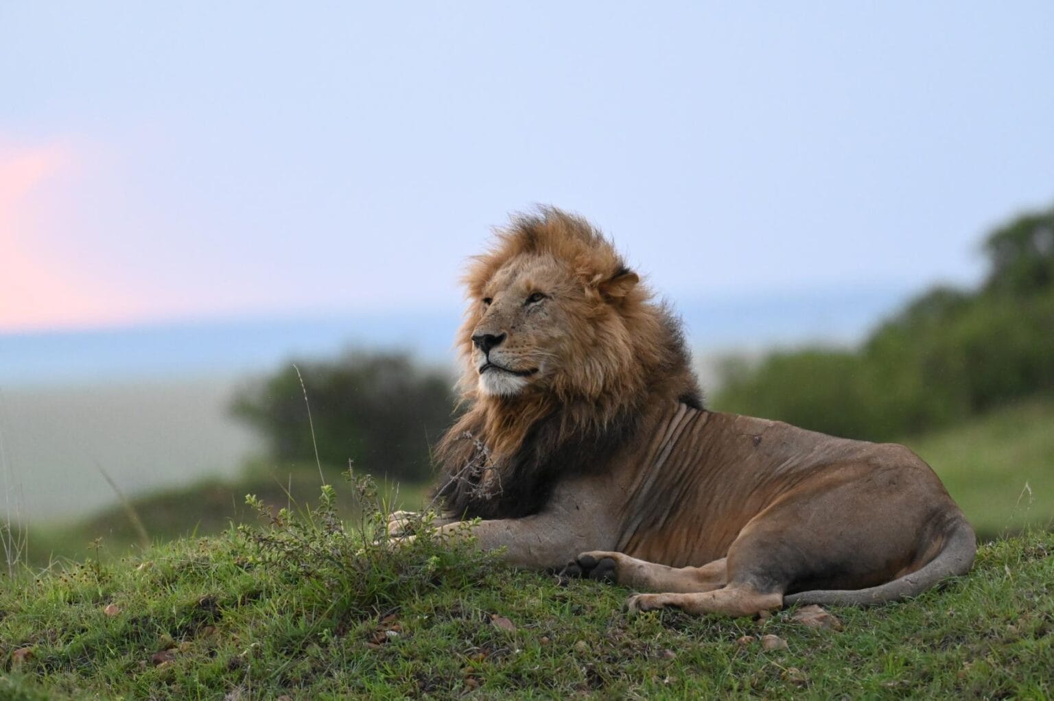 soroi larsens camp lew