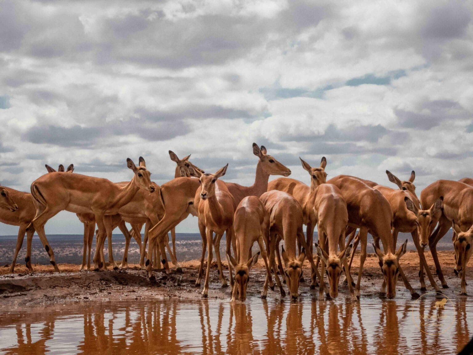 soroi larsens camp safari