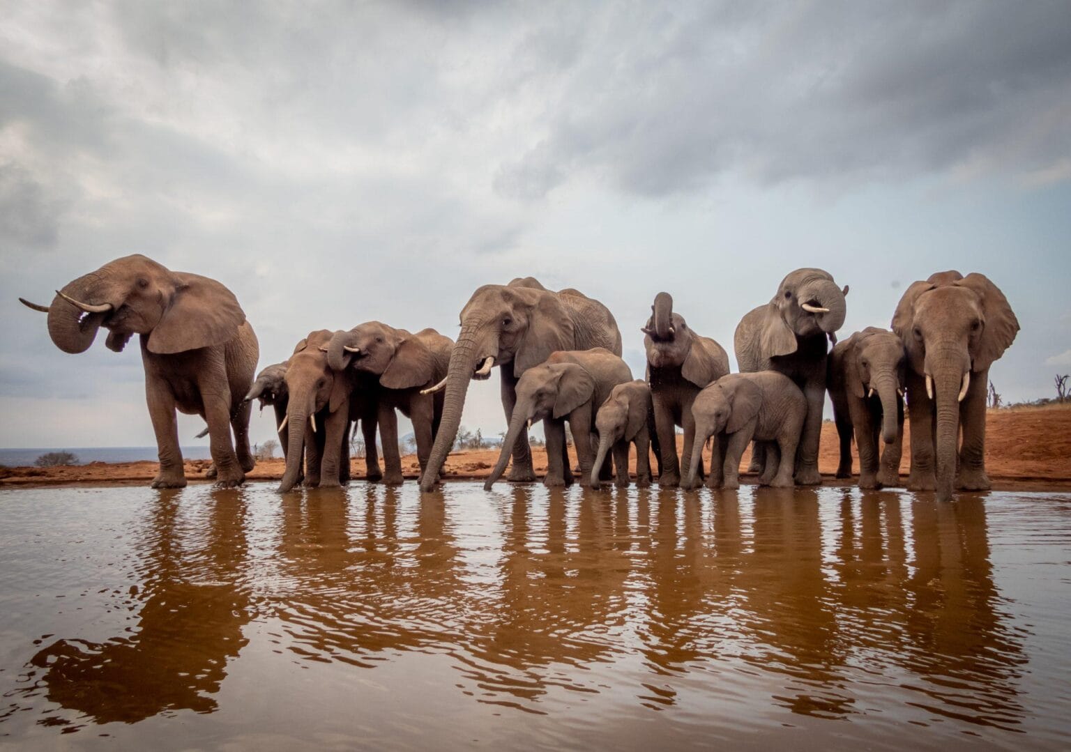 soroi larsens camp słonie